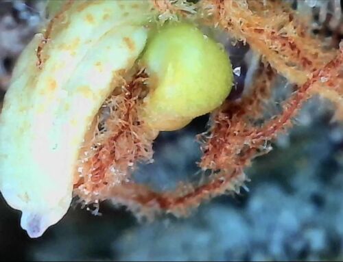 Cannabis Nanners 🍌 Hermaphroditism or Herming