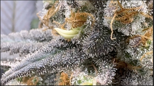 Nanner on cannabis plant in week 8 of flower