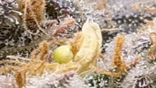 Nanner Close Up - Pollen Sac - Nanner On Cannabis Plant