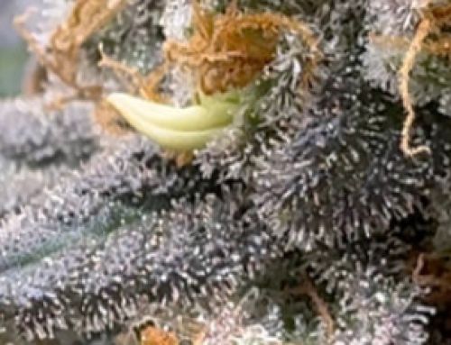 Cannabis Nanners 🍌 Hermaphroditism or Herming