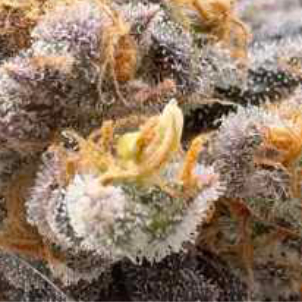 CANNABIS NANNER CLOSEUP SQUARE 03