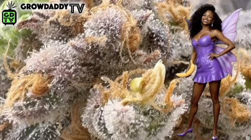 Nanner on cannabis plant in week 8 of flower