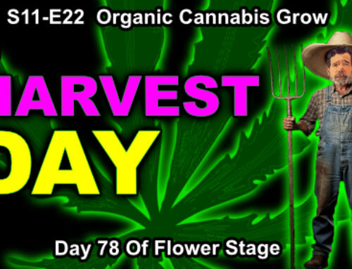 S11-E22 Harvest Day: How We Cut, Hang, and Dry Cannabis at 68/60