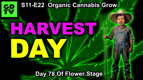 S11-E22 Harvest Day: How We Cut, Hang, and Dry Cannabis at 68/60