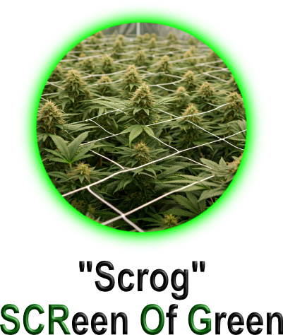 SCROG-