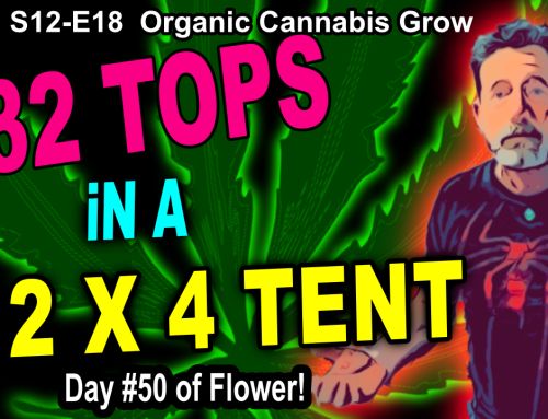 DTV-S12-E18| Indoor Cannabis Grow | Day 43 Of Flower – Senescence or Deficiency | Citizen Science