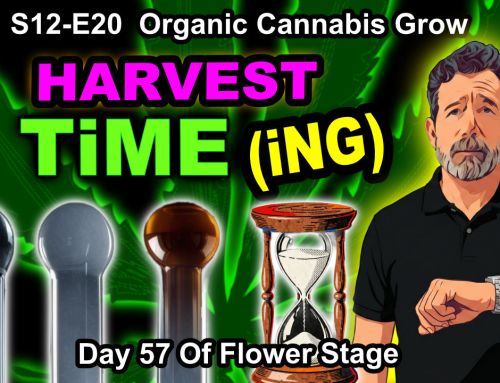 GDTV-S12-E20 | Indoor Cannabis Grow Day 57 Of Flower – Harvest Timing| Mr. Clones | Citizen Science