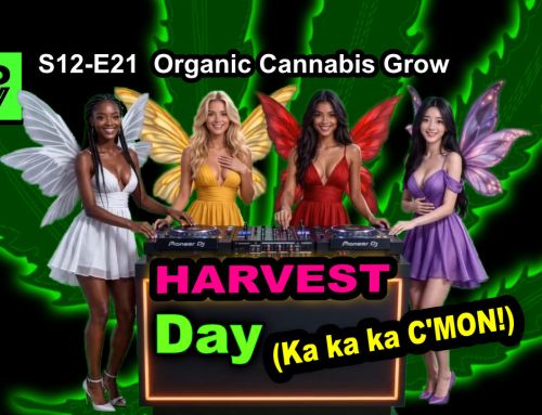GDTV-S12-E21 | Indoor Cannabis Grow Day 64 Of Flower – Harvest Day!| Mr. Clones | Citizen Science