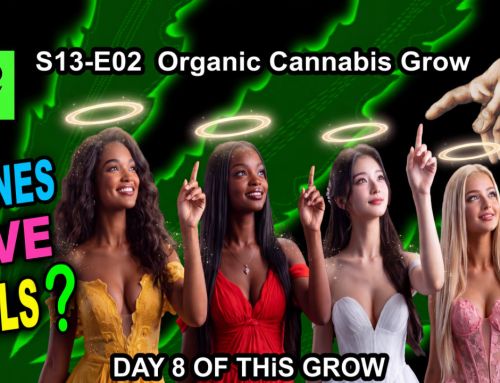 GDTV-S13-E02 | Indoor Cannabis Grow Day 08 – Clone Care – Rooting Stage