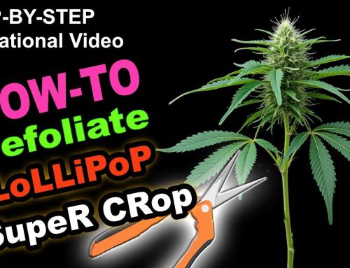 How to Defoliate Cannabis AFTER Flipping to Flower – Lollipop, SuperCrop, & “Kushman Chiropractic”