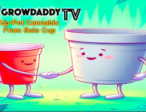 How To Up-Pot Cannabis – Up-Pot Hack – Easy Step By Step Video