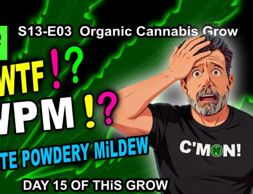 GDTV-S13-E03 | Indoor Cannabis Grow Day 015 – Clone Care – Veg Stage