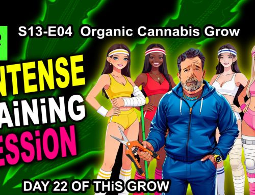 GDTV-S13-E04 | Indoor Cannabis Grow Day 22 – How To Train Cannabis- Veg Stage