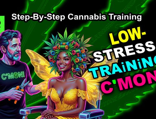 GDTV-S13-E05 – TRAINING | Indoor Cannabis Grow Day 31 | Training Day | Veg Stage Week 4