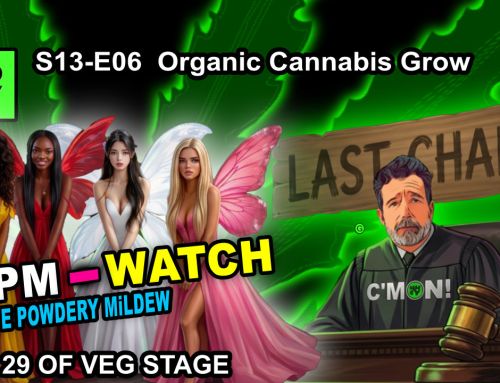GDTV-S13-E06 | Indoor Cannabis Grow Day 29 of Veg Stage Week 4 – WPM-Watch