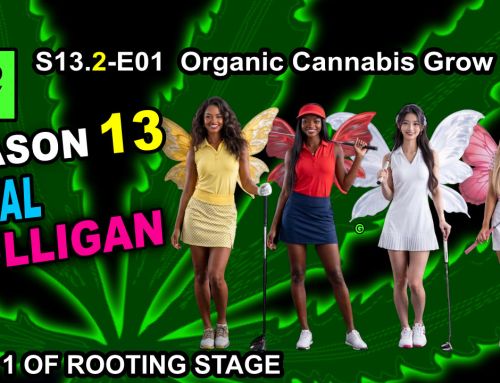 GDTV-S13.2-E01 | Indoor Cannabis Grow Day 1 – It’s A Mulligan