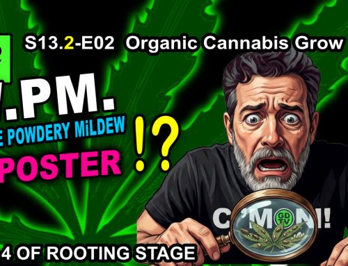 GDTV-S13.2-E02 | Indoor Cannabis Grow Day 4 – Guttation – Looks Like WPM (but it’s not)