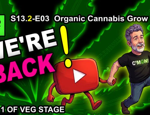 GDTV-S13.2-E03 | Indoor Cannabis Grow Day 1 Of Veg – Clean Bill Of Health