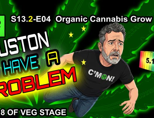 GDTV-S13.2-E04 | How To Train Cannabis – Day 8 Of Veg Stage