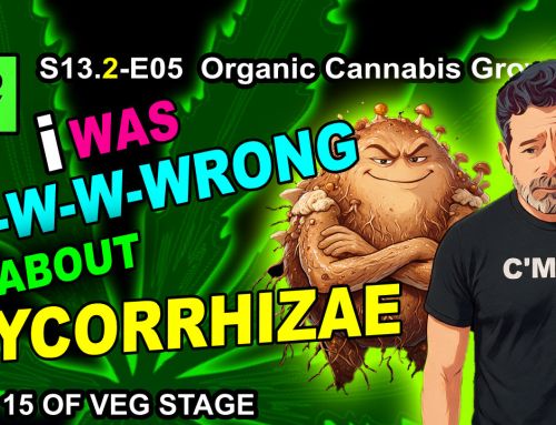 GDTV-S13.2-E05 | Indoor Cannabis Grow Day 15 of Veg Stage