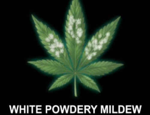 WPM White Powdery Mildew on Cannabis