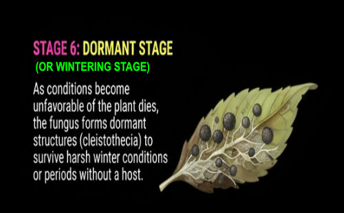 WPM LIFE CYCLE – STAGE 6 WPM LIFE CYCLE - STAGE 2