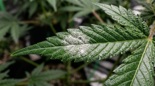 WPM On A Cannabis Leaf – White Powdery Mildew WPM White Powdery Mildew on Cannabis