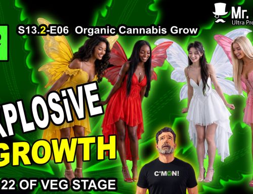 GDTV-S13.2-E05 | Organic Cannabis Grow – Day 15 Of Veg Stage