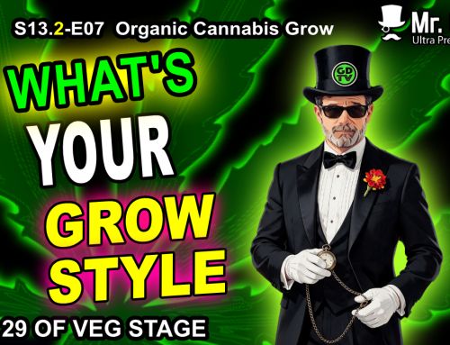 GDTV-S13.2-E07 | Organic Cannabis – Muffin-Top Style – Day 29 Of Veg Stage