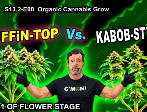 GDTV-S13.2-E08 | Organic Cannabis – Muffin-VS-Kabob-Style – Day 1 Of Flower Stage