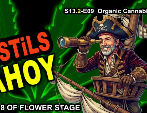 GDTV-S13.2-E09 | Organic Cannabis – Flu Edition – We See Pistils – Day 8 Of Flower Stage