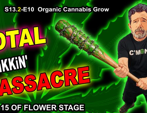 GDTV-S13.2-E10 | Organic Cannabis – Plants Are Too Tall! Day 15 Of Flower Stage