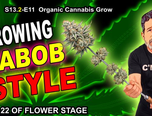 GDTV-S13.2-E11 | Organic Cannabis – Kabob Style – Experiment Is Over Day 22 Of Flower Stage
