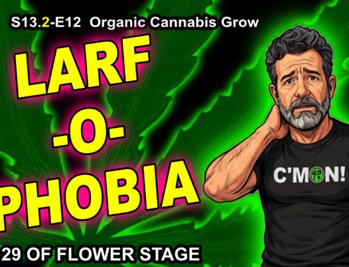 Oh NO 😩 Is It All Larfy?! Kabob Style Cannabis – Week 4 Of Flower Stage GDTV-S13.2-E11 F29